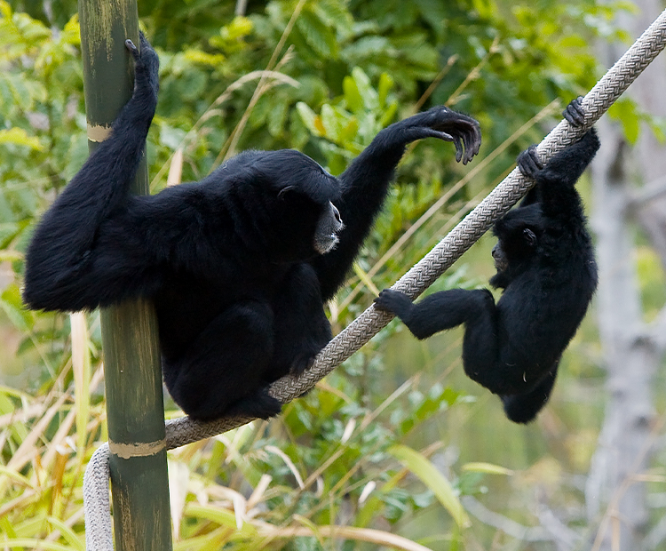 One adult siamang sitting on a rope and one juvenile siamang swinging from a rope