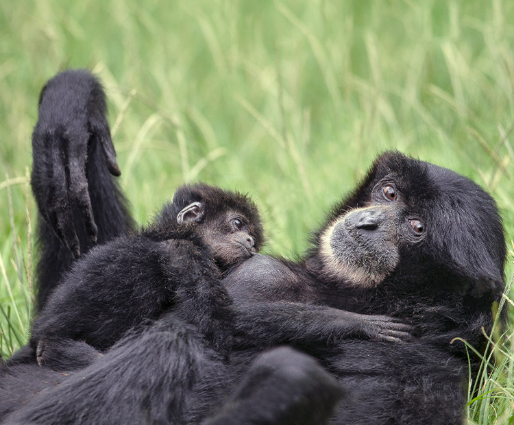An adult and baby siamang laying in tall grass