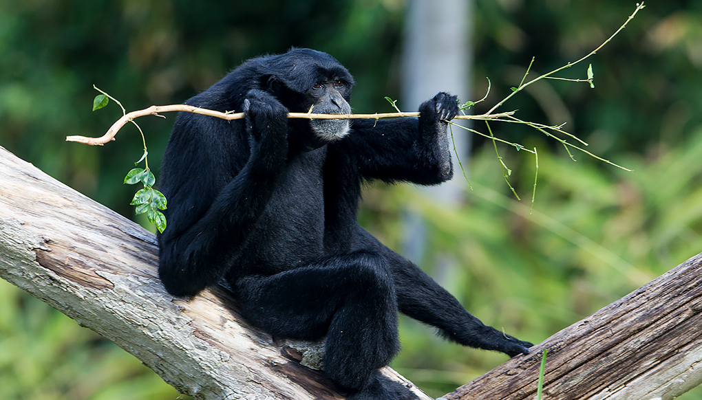 Siamang sitting on a fallen tree with a stick in its mouth