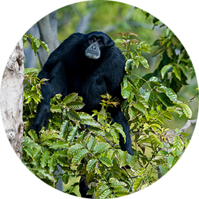 Siamang in a tree