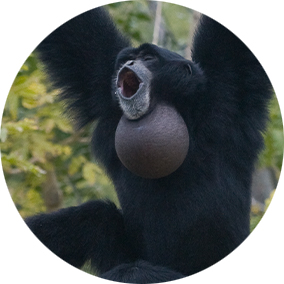 Siamang vocalizing, with its mouth open and its throat sac inflated