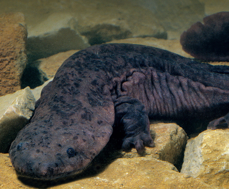 A Chinese Giant Salamander at the bottom of its habitat