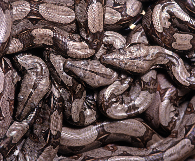 A closeup of a pile of boas overlaying on top of each other