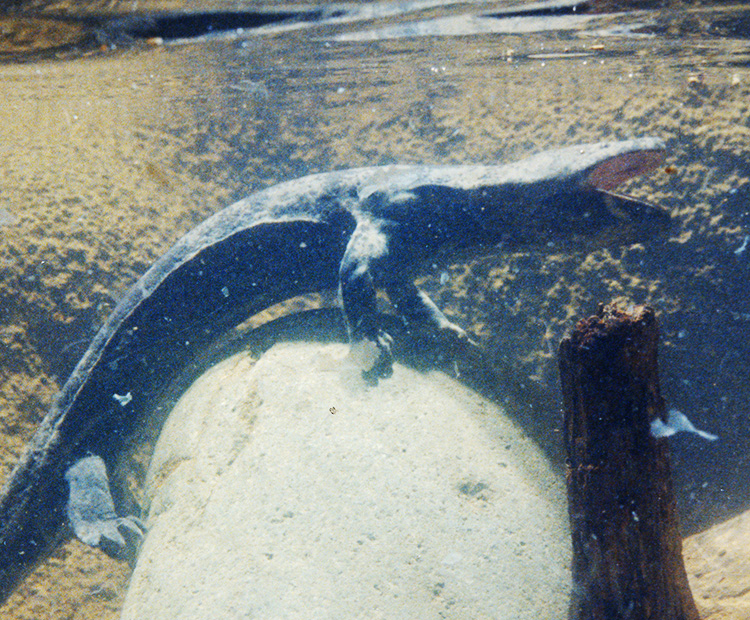 A Chinese Giant Salamander with its mouth open to eat 