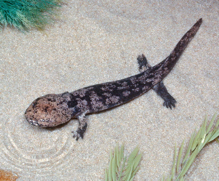 A baby Chinese Giant Salamander 