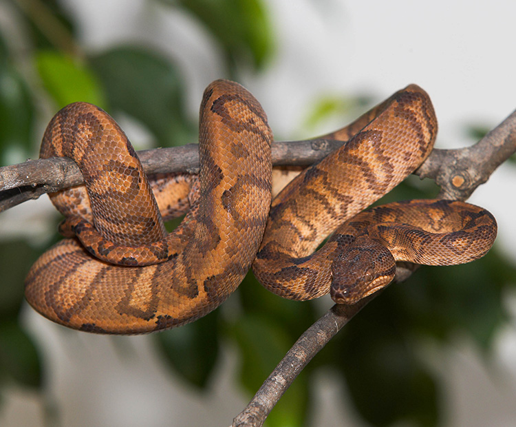 Boa Constrictor - Connecticut's Beardsley Zoo