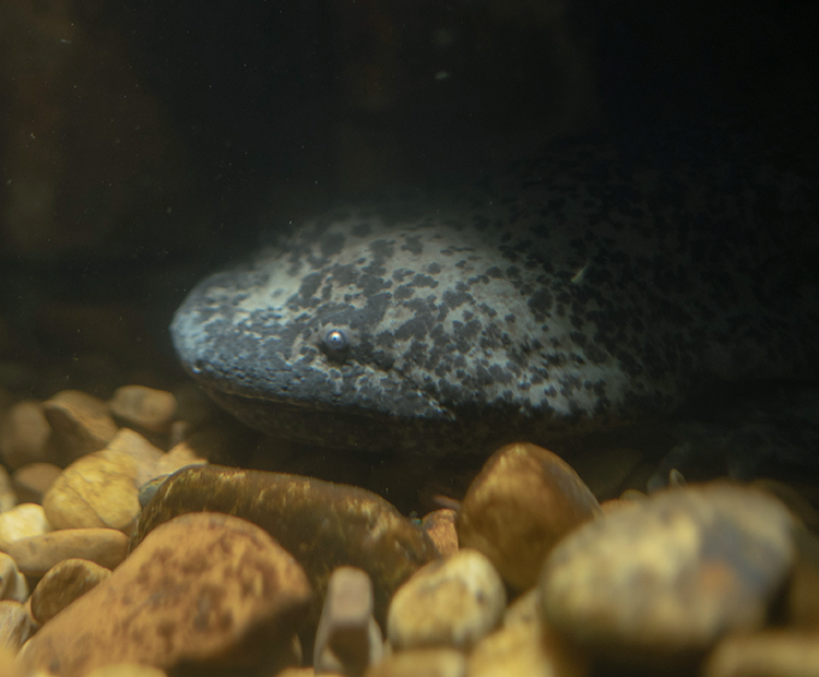 A Chinese Giant Salamander hiding in the shadows at the bottom of the waterbed