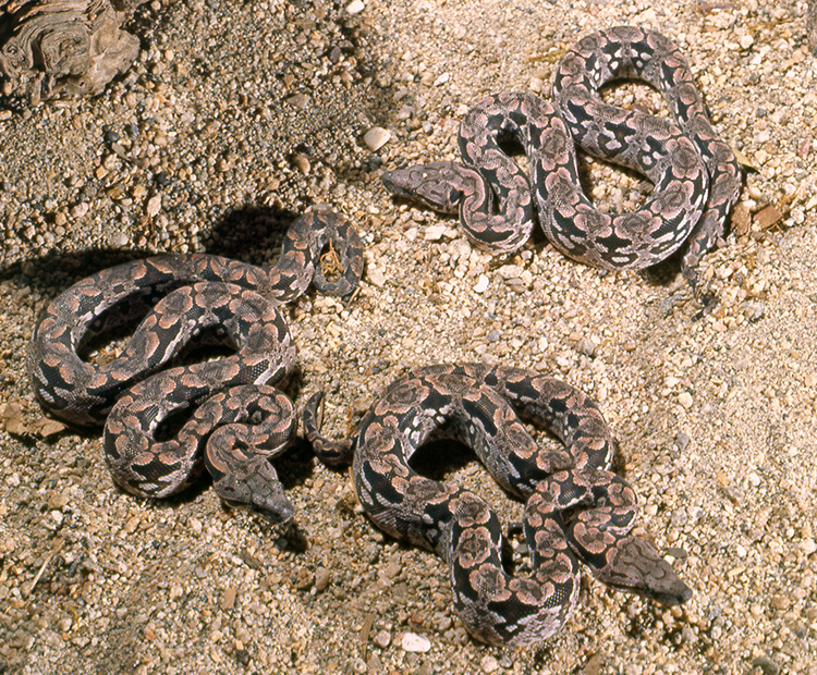 Boas  San Diego Zoo Wildlife Explorers