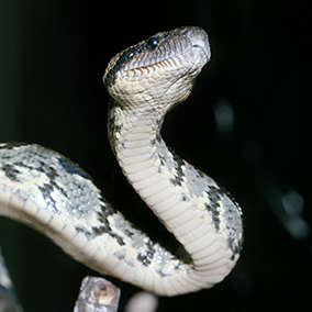 A closeup of a Madagascan boa moving among the branches