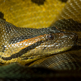 A super close up of a Green Anaconda's head