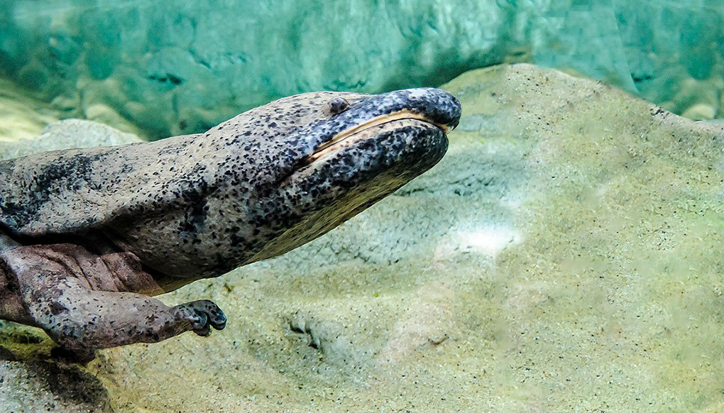A sideview of a Chinese Giant Salamander swimming through its tank