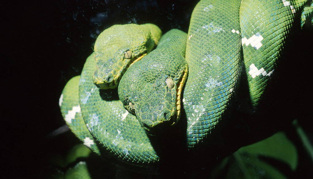 An Emerald Tree Boa coiled on a tree branch