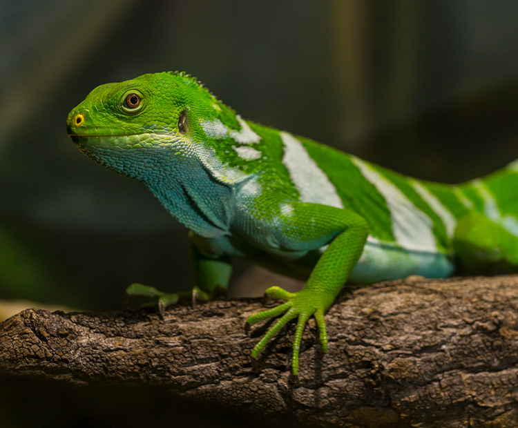 A Fijian iguana sitting on a branch