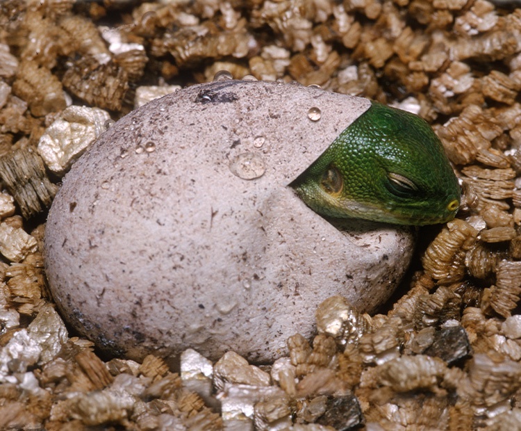 Close-up of an iguana hatching