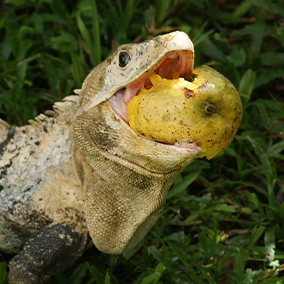 An iguana eating fruit
