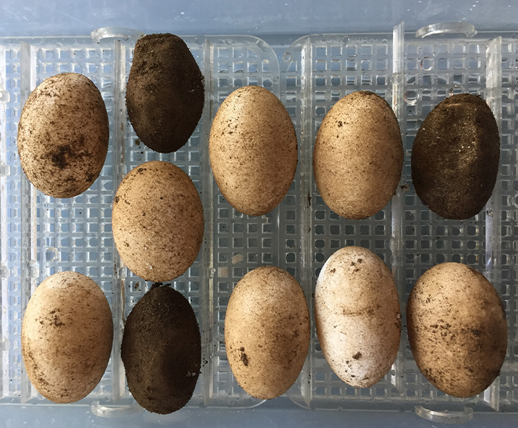 A tray holding 11 iguana eggs