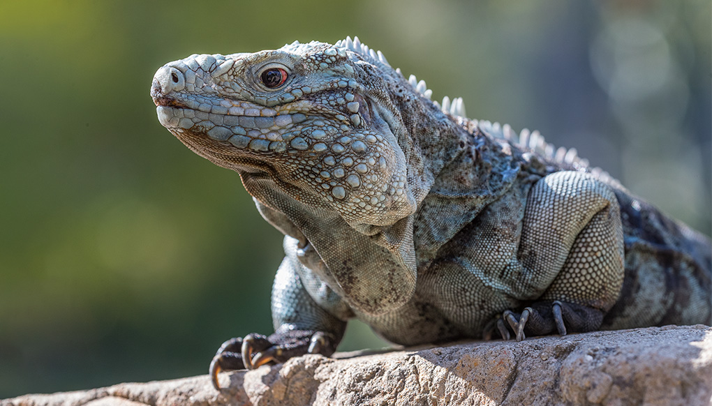 Close-up of rock iguana sitting on a rock