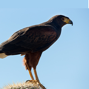 A harris hawk sitting on top of a cactus