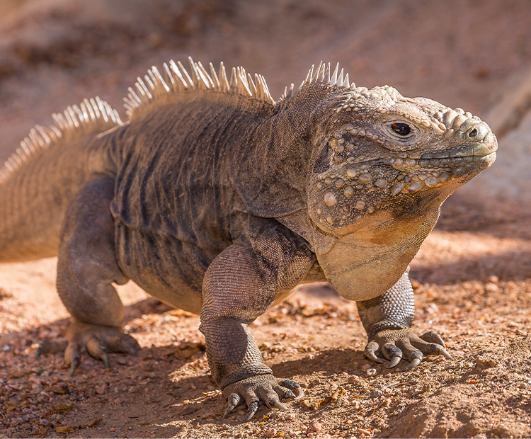 A rock iguana standing in its habitat