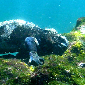 A Galapagos iguana eating algae under water