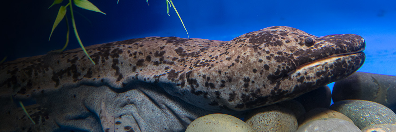 A Chinese Giant Salamander sitting atop a bed of smooth stones in the tank
