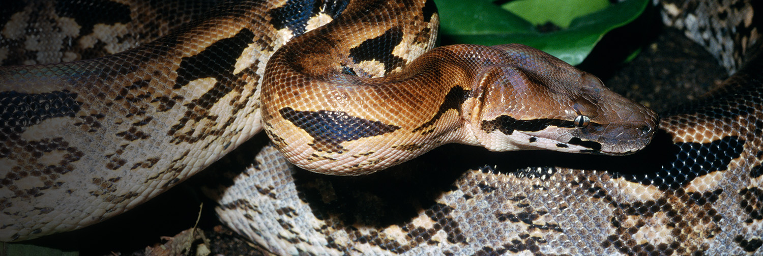 A side profile of a Madagascar Ground boa and its body