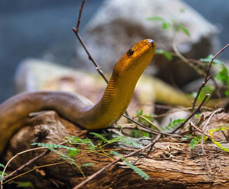 Woma sitting still in its habitat