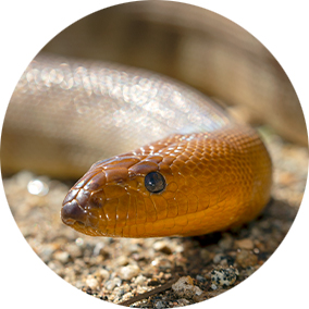 Close-up of a woma's head