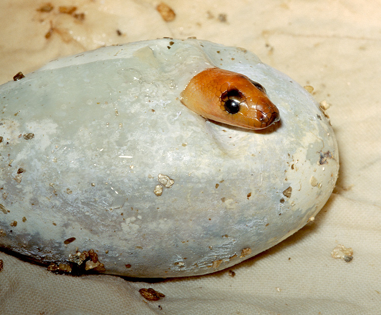 A baby woma hatching