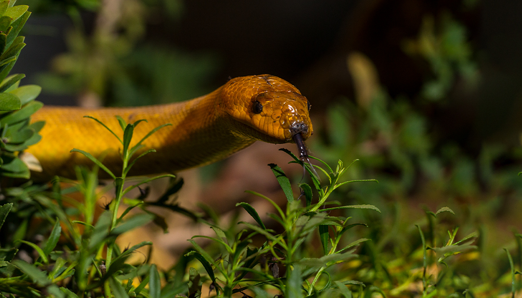 Woma head peaking out of foliage