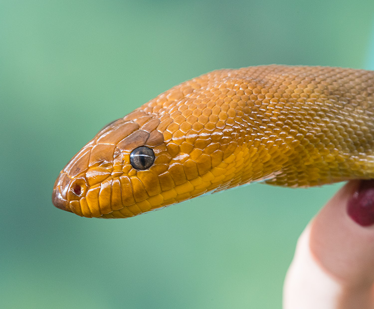 Close-up of a woma's head