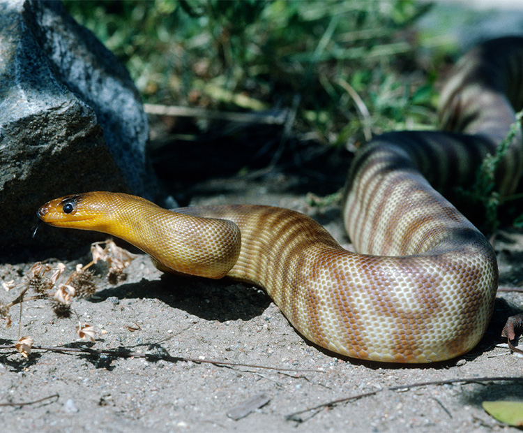 Python  San Diego Zoo Animals & Plants