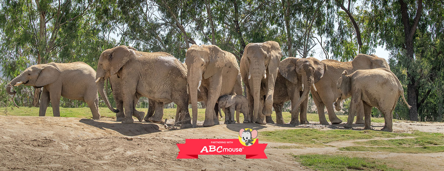 Elephant herd ABCmouse Sponsor