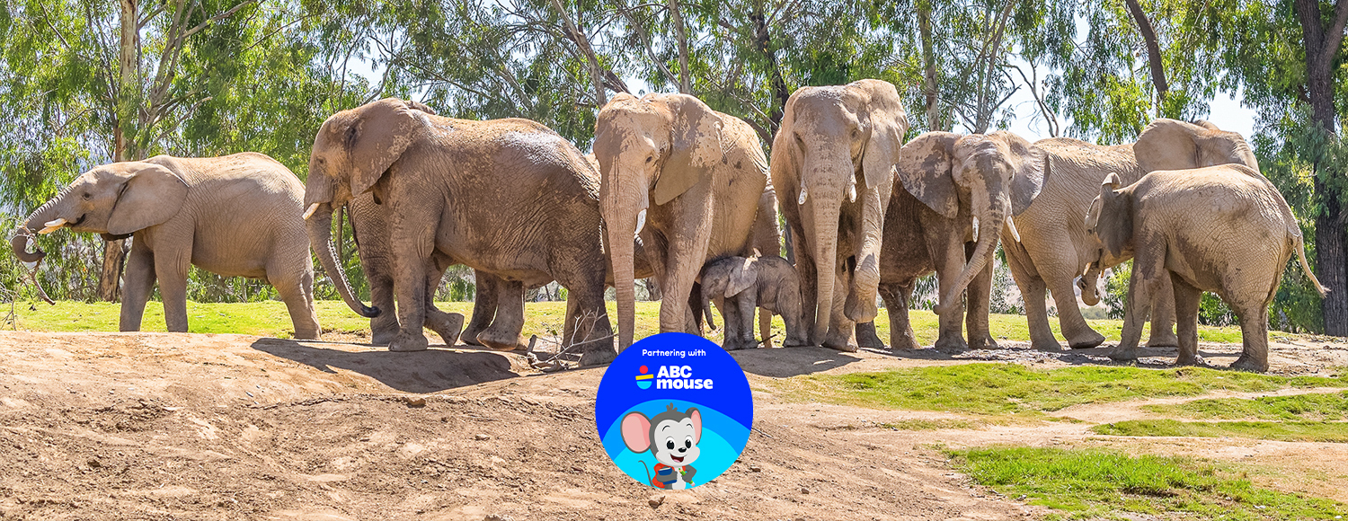 Elephant herd ABCmouse Sponsor