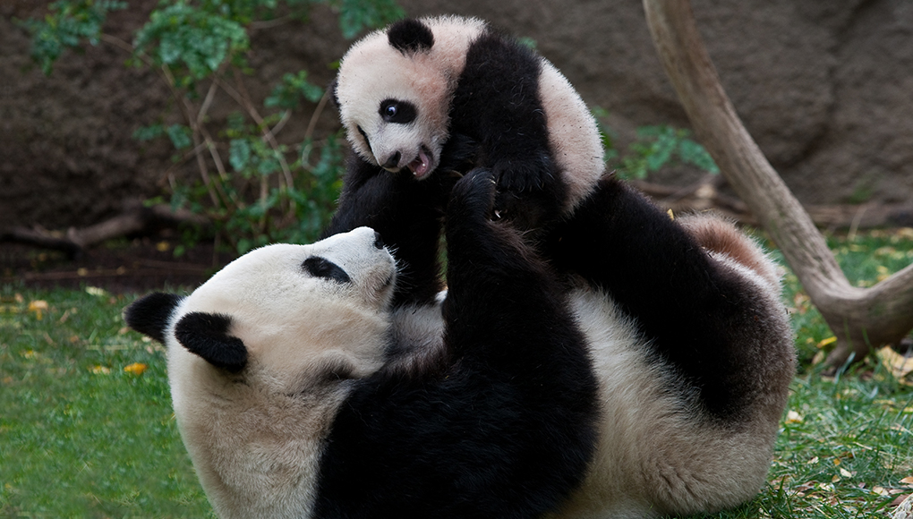 Panda mother and baby