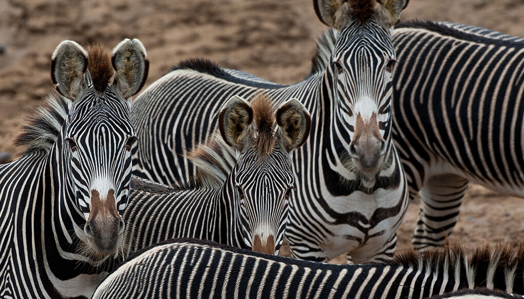Grevy's Zebras in a herd.