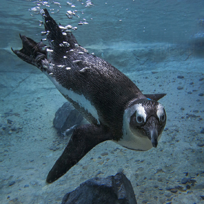African penguin underwater