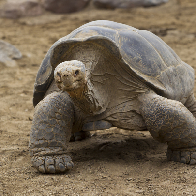 A large Galápagos tortoise