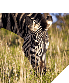 Zebra nibbling grass