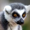 Ring-tailed lemur face