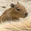 Baby capybara climbing on mother's back.