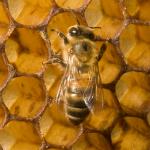 A honeybee on honeycomb