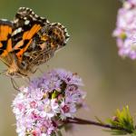 A small orange, black, brown and white spotted butterfly drinks nectar from a small pink flower