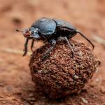 A dung beetle sitting atop a small ball of dung