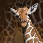 Baby giraffe standing in front of adult giraffes' haunches