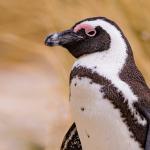 Closeup of an African penguin in front of a field of tall dry grass