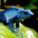 Blue poison frog sitting on a bright green tropical leaf
