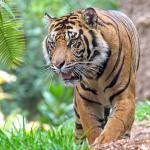 Sumatran tiger prowling 