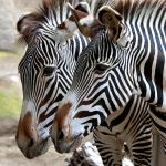A pair of zebras with their muzzles close together