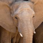 African elephant with ears extended